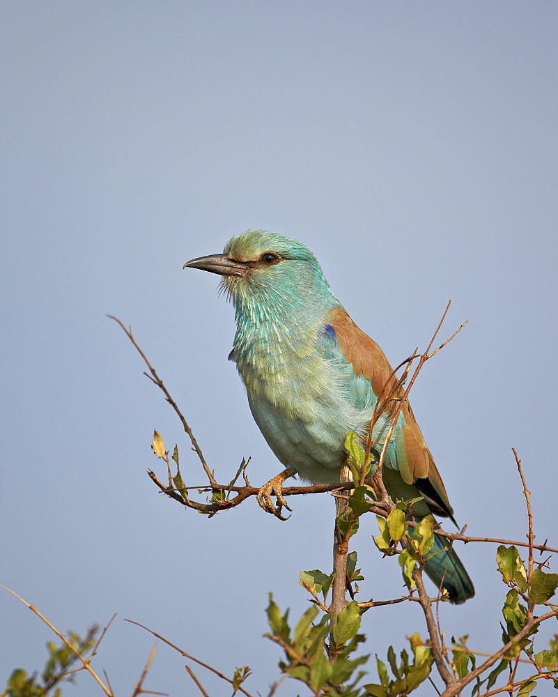 European roller (Coracias garrulus), Kruger National Park, South Africa, Africa