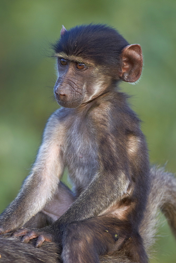 Infant Chacma baboon (Papio ursinus) riding on its mother's back, Kruger National Park, South Africa, Africa