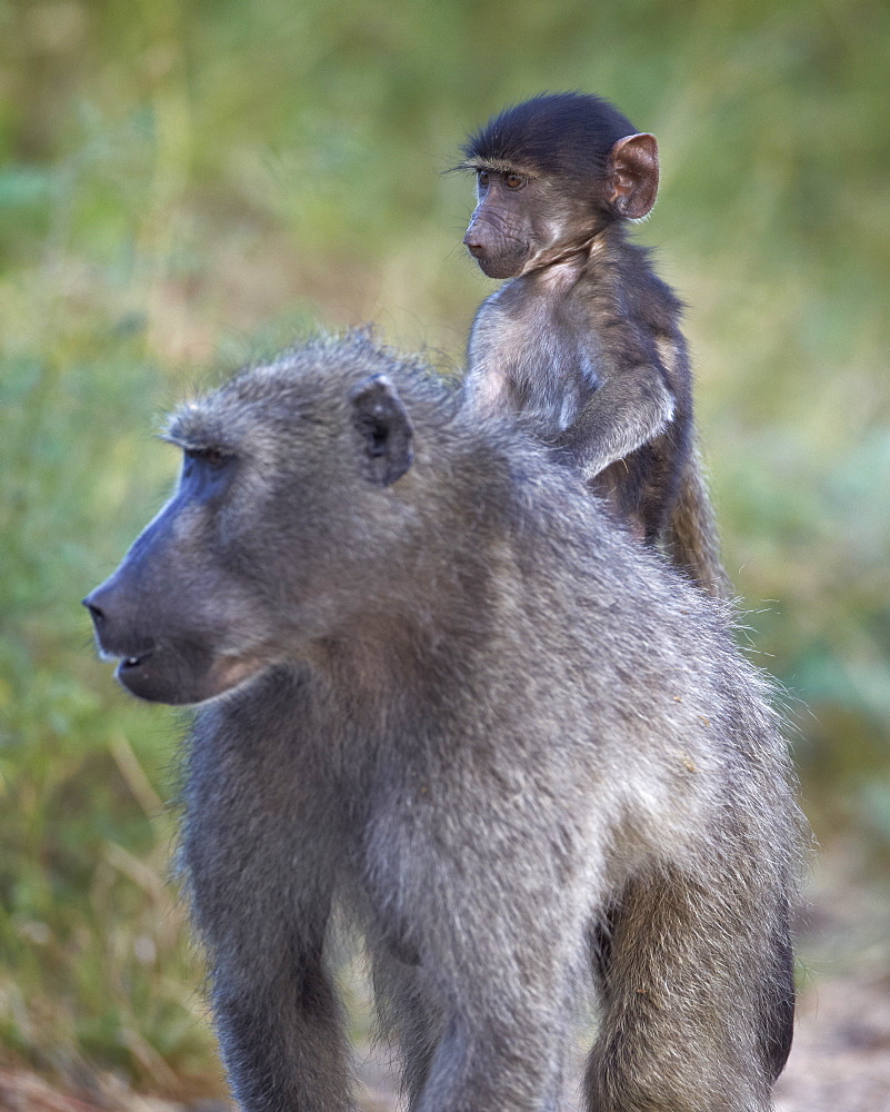 Infant Chacma baboon (Papio ursinus) riding on its mother's back, Kruger National Park, South Africa, Africa