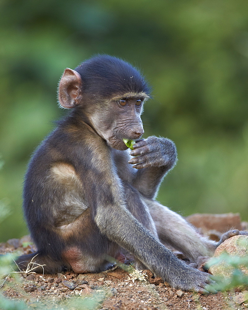 Infant Chacma baboon (Papio ursinus) eating, Kruger National Park, South Africa, Africa