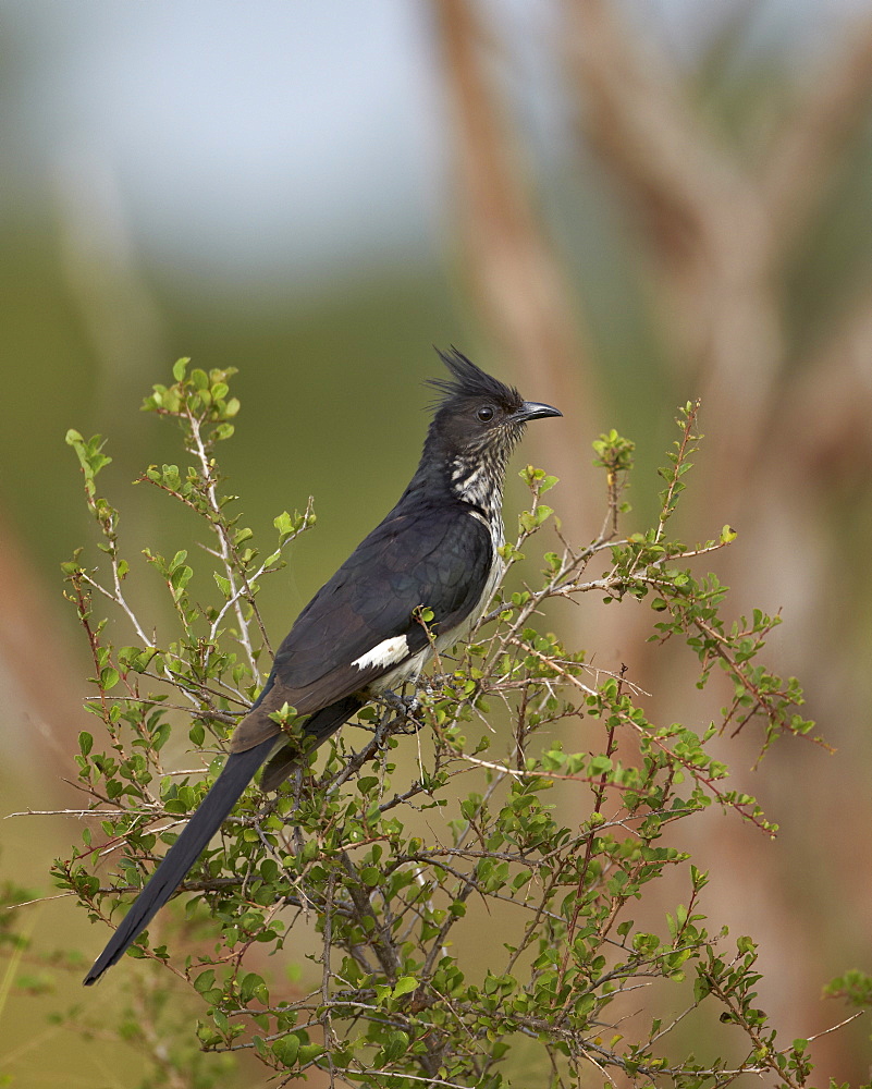 Levaillant's cuckoo (Le Vaillant's cuckoo) (striped cuckoo) (Clamator levaillantii), Kruger National Park, South Africa, Africa