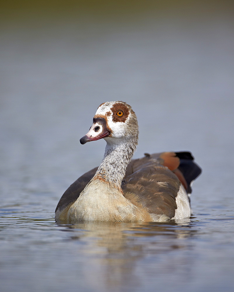 Egyptian goose (Alopochen aegyptiacus), Kruger National Park, South Africa, Africa