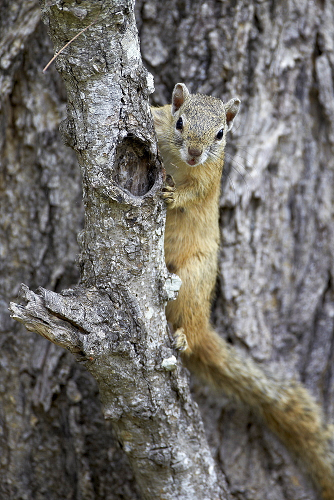 Tree squirrel (Smith's bush squirrel) (yellow-footed squirrel) (Paraxerus cepapi), Kruger National Park, South Africa, Africa