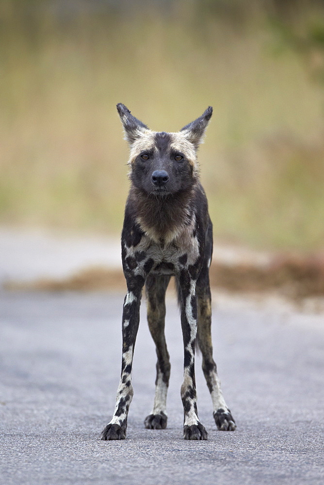 African wild dog (African hunting dog) (Cape hunting dog) (Lycaon pictus), Kruger National Park, South Africa, Africa