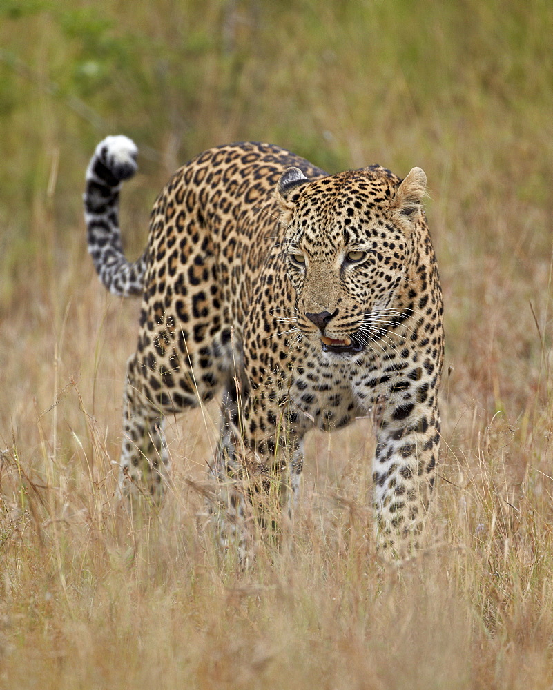 Leopard (Panthera pardus) walking through dry grass with his tail up, Kruger National Park, South Africa, Africa