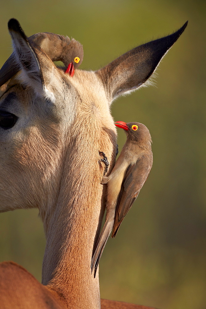 Two red-billed oxpecker (Buphagus erythrorhynchus) on an impala, Kruger National Park, South Africa, Africa