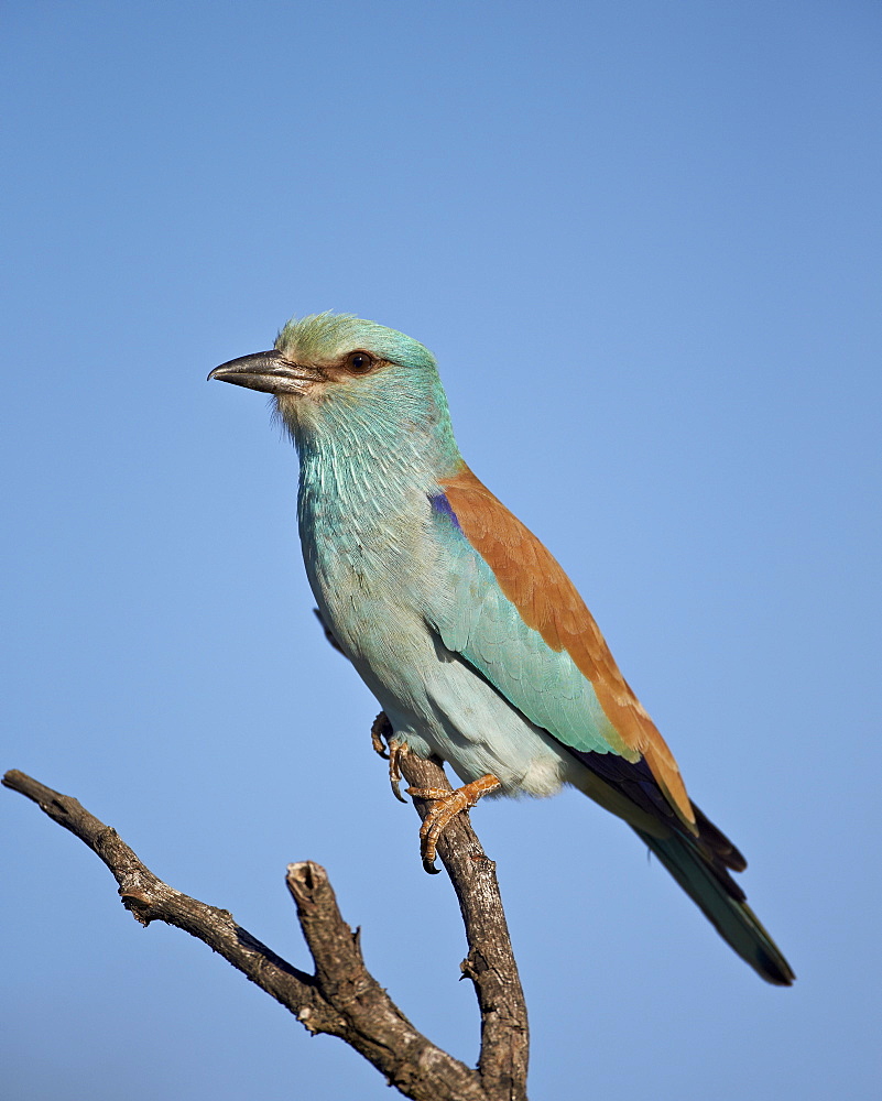 European Roller (Coracias garrulus), Kruger National Park, South Africa, Africa 