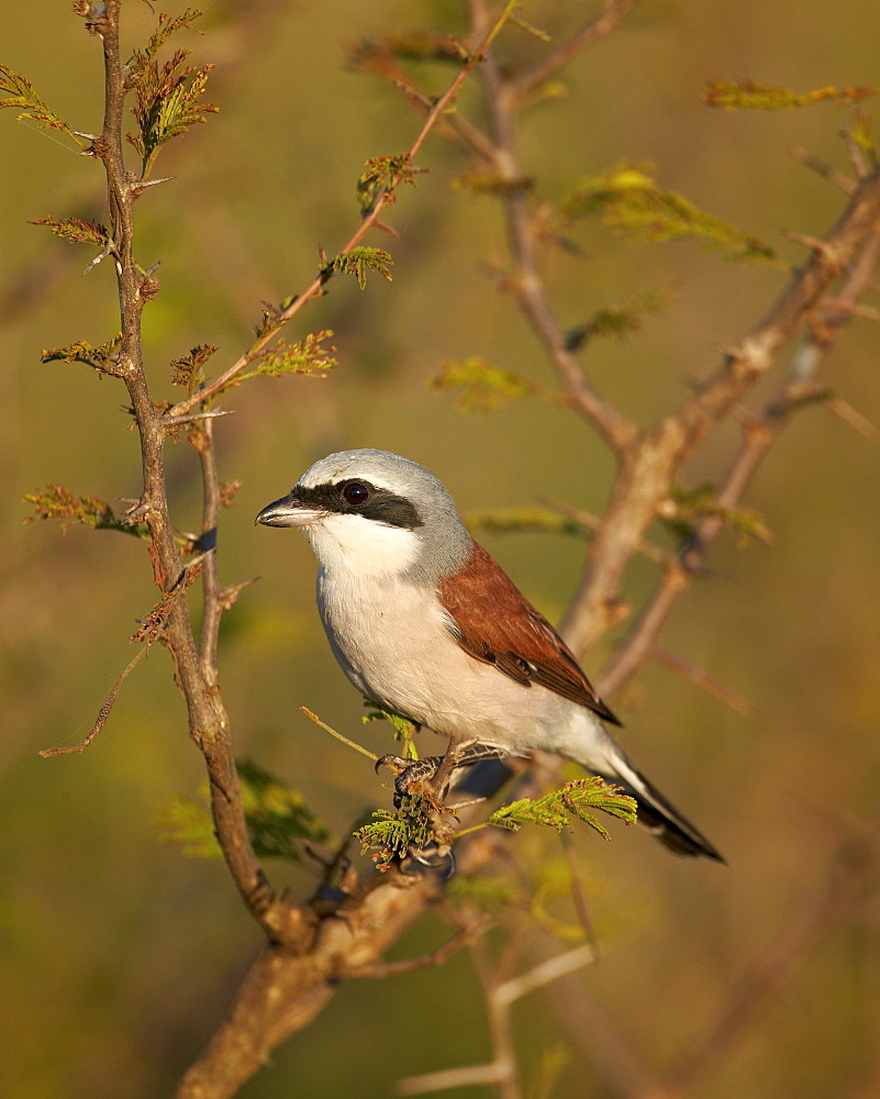 Red-Backed Shrike (Lanius collurio), Kruger National Park, South Africa, Africa 