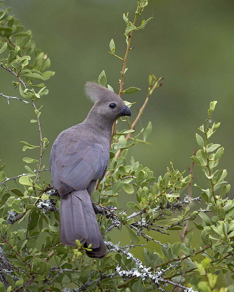 Grey Lourie (Go-Away Bird) (Corythaixoides concolor), Kruger National Park, South Africa, Africa 