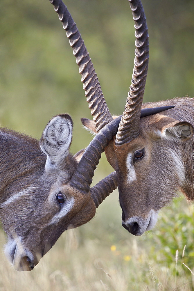 Common Waterbuck (Ellipsen Waterbuck) (Kobus ellipsiprymnus ) bucks, Kruger National Park, South Africa, Africa 