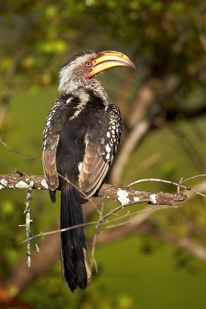 Southern Yellow-Billed Hornbill (Tockus leucomelas), Kruger National Park, South Africa, Africa 