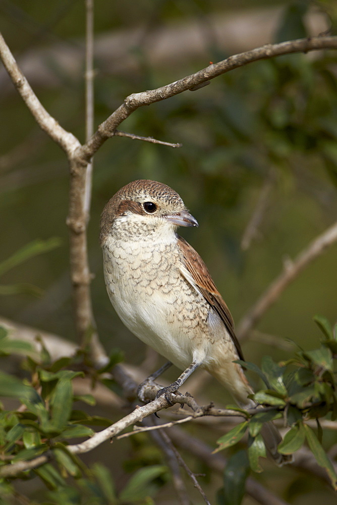 Female Red-Backed Shrike (Lanius collurio), Kruger National Park, South Africa, Africa 