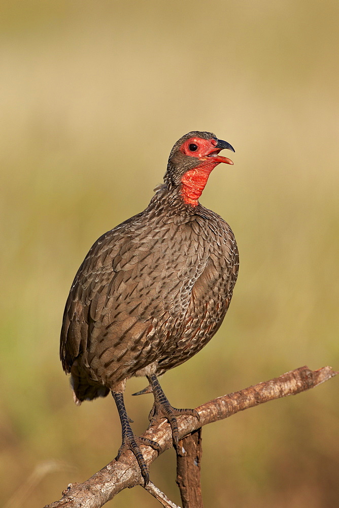 Red-Necked Spurfowl (Red-Necked Francolin) (Francolinus afer) (Pternistes afer) calling, Kruger National Park, South Africa, Africa 