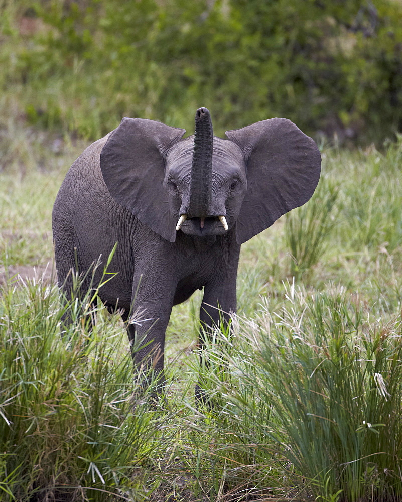 Young African Elephant (Loxodonta africana), Kruger National Park, South Africa, Africa 