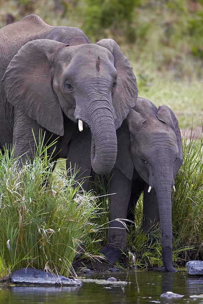 African Elephant (Loxodonta africana) drinking, Kruger National Park, South Africa, Africa 