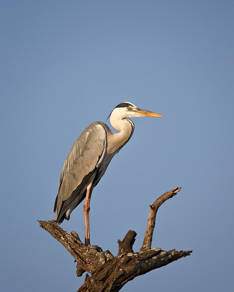 Gray Heron (Grey Heron) (Ardea cinerea), Kruger National Park, South Africa, Africa 