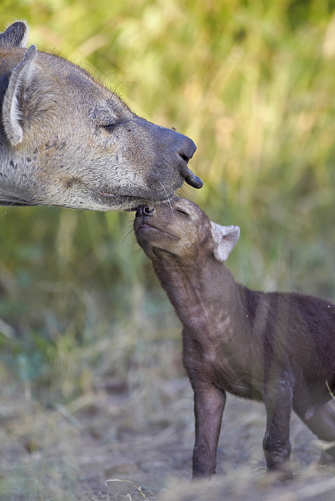 Spotted Hyena (Spotted Hyaena) (Crocuta crocuta) pup and adult, Kruger National Park, South Africa, Africa 