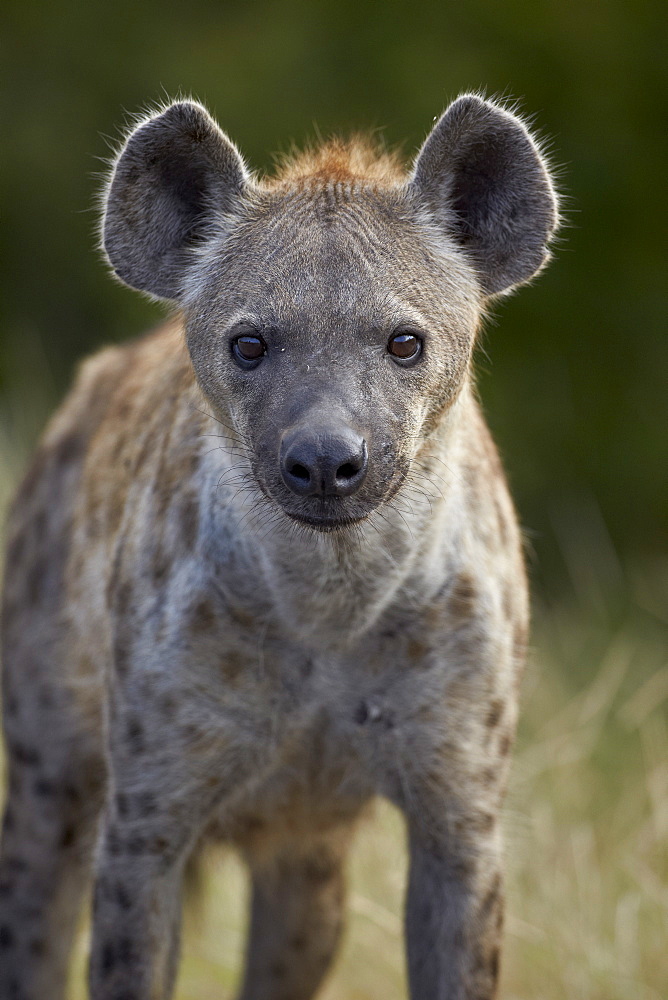 Young Spotted Hyena (Spotted Hyaena) (Crocuta crocuta), Kruger National Park, South Africa, Africa 