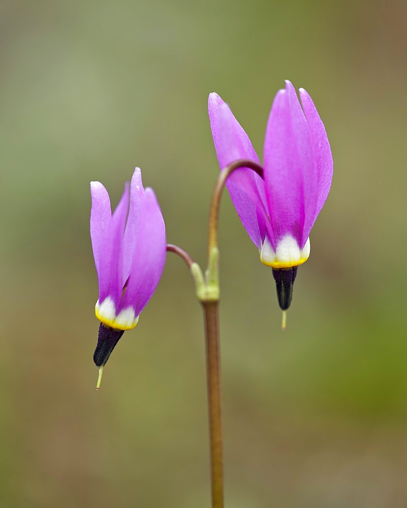 Alpine Shooting Star (Dodecatheon alpinum), Yellowstone National Park, Wyoming, United States of America, North America 