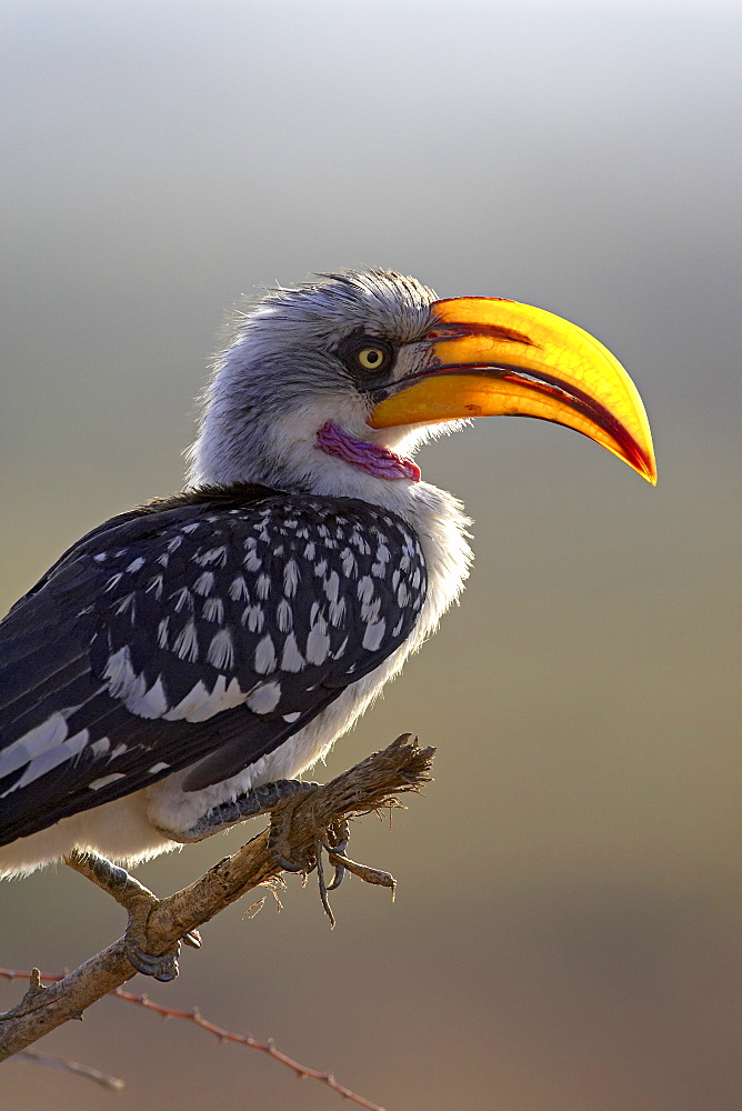 Male Eastern yellow-billed hornbill (Tockus flavirostris), Samburu National Reserve, Kenya, East Africa, Africa