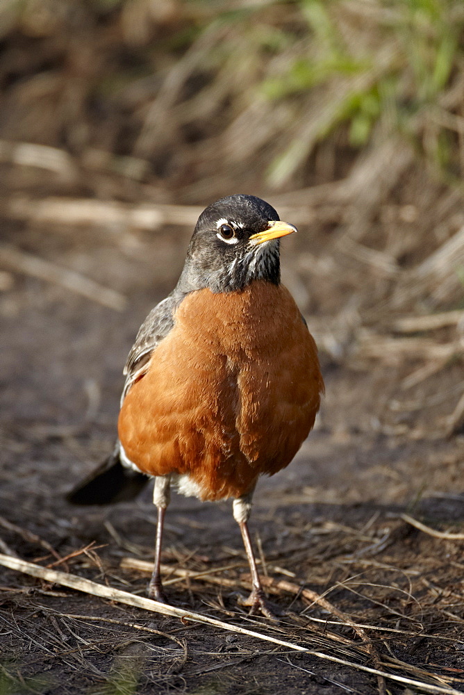 American Robin (Turdus migratorius), Yellowstone National Park, Wyoming, United States of America, North America 