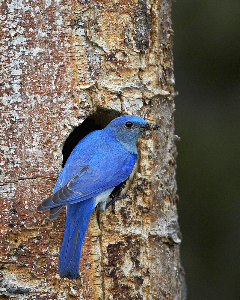 Male Mountain Bluebird (Sialia currucoides) with food at the nest, Yellowstone National Park, Wyoming, United States of America, North America 