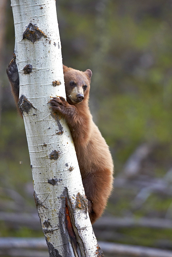 Cinnamon Black Bear (Ursus americanus) yearling cub climbing a tree, Yellowstone National Park, Wyoming, United States of America, North America 