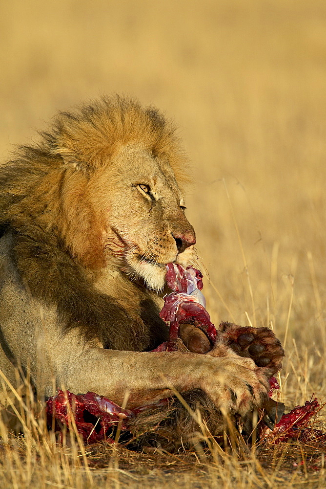 Male lion (Panthera leo) eating a blue wildebeest (brindled gnu) (Connochaetes taurinus), Masai Mara National Reserve, Kenya, East Africa, Africa