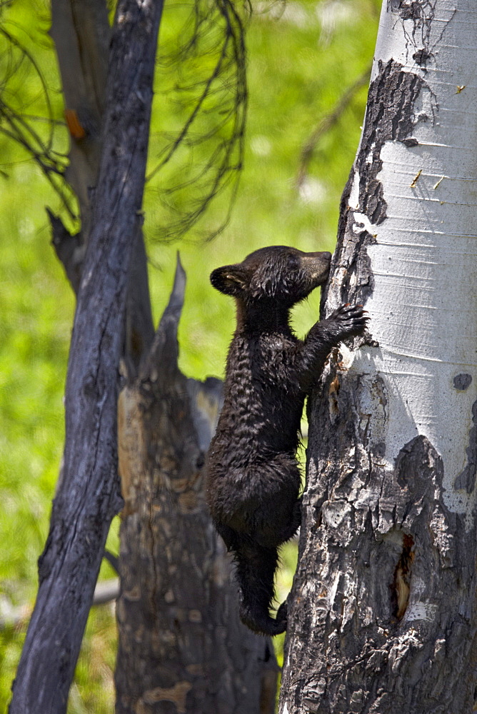 Black Bear (Ursus americanus) cub of the year climbing a tree, Yellowstone National Park, Wyoming, United States of America, North America 