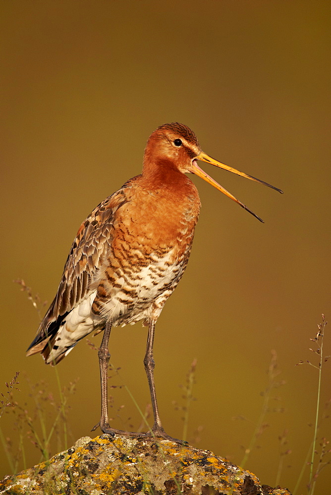 Black-Tailed Godwit (Limosa limosa), Lake Myvatn, Iceland, Polar Regions 