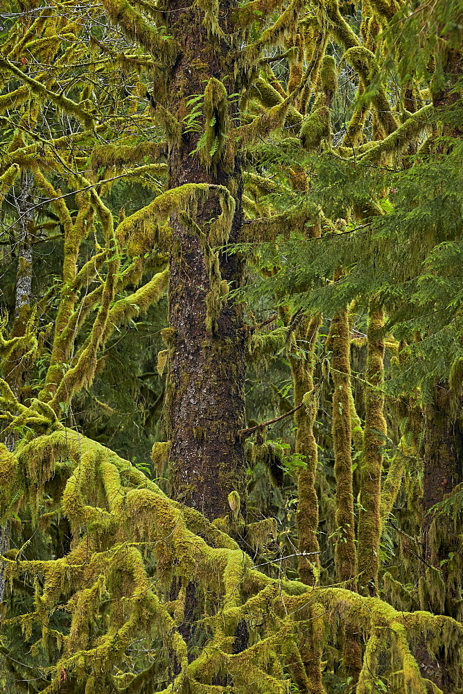 Moss-covered branches in the rainforest, Olympic Experimental State Forest, Washington, United States of America, North America 