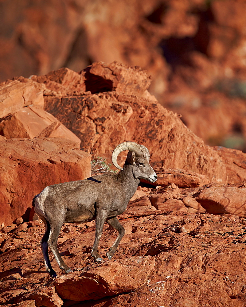 Desert Bighorn Sheep (Ovis canadensis nelsoni) ram, Valley of Fire State Park, Nevada, United States of America, North America