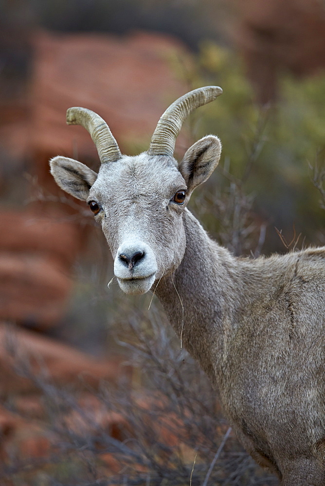 Desert Bighorn Sheep (Ovis canadensis nelsoni) ram, Valley of Fire State Park, Nevada, United States of America, North America