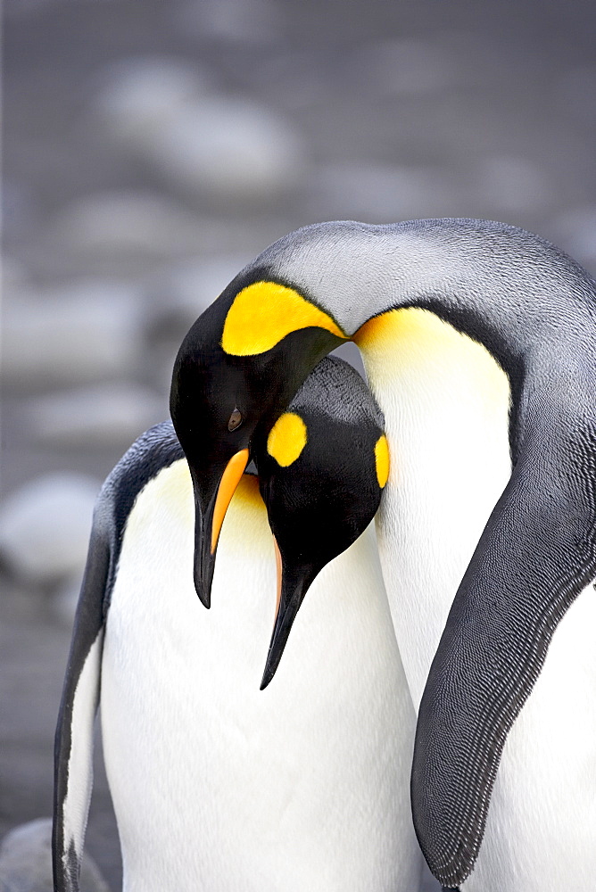 King penguin (Aptenodytes patagonica) pair pre-mating behaviour, Salisbury Plain, South Georgia, Polar Regions