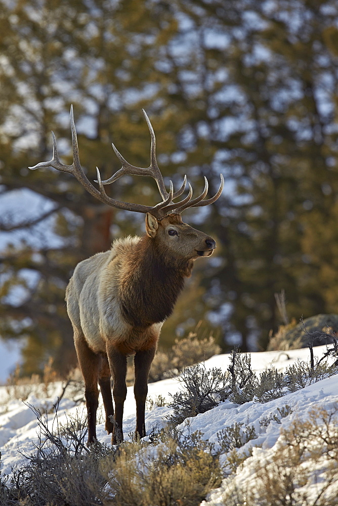 Bull elk (Cervus canadensis) in the snow, Yellowstone National Park, UNESCO World Heritage Site, Wyoming, United States of America, North America