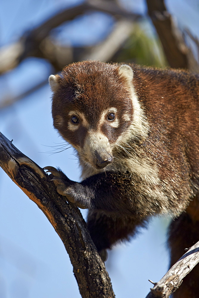 White-nosed coati (Nasua narica) in a tree, Chiricahuas, Coronado National Forest, Arizona, United States of America, North America