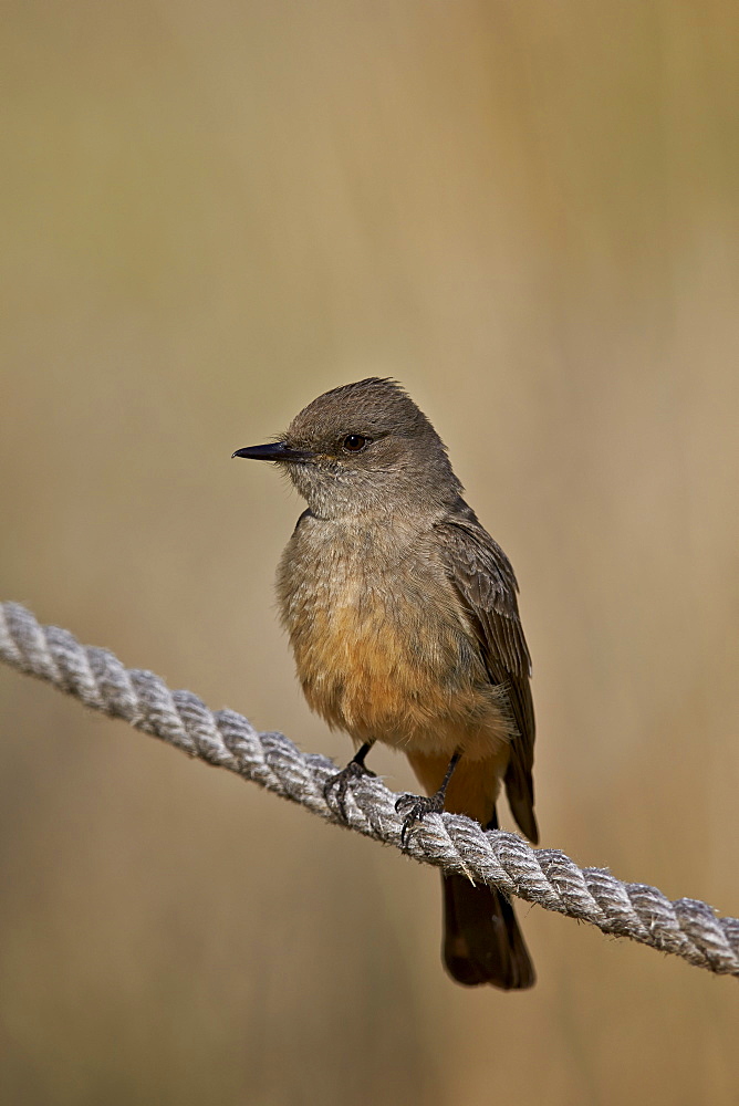 Dusky-capped flycatcher (Myiarchus tuberculifer), Chiricahuas, Coronado National Forest, Arizona, United States of America, North America