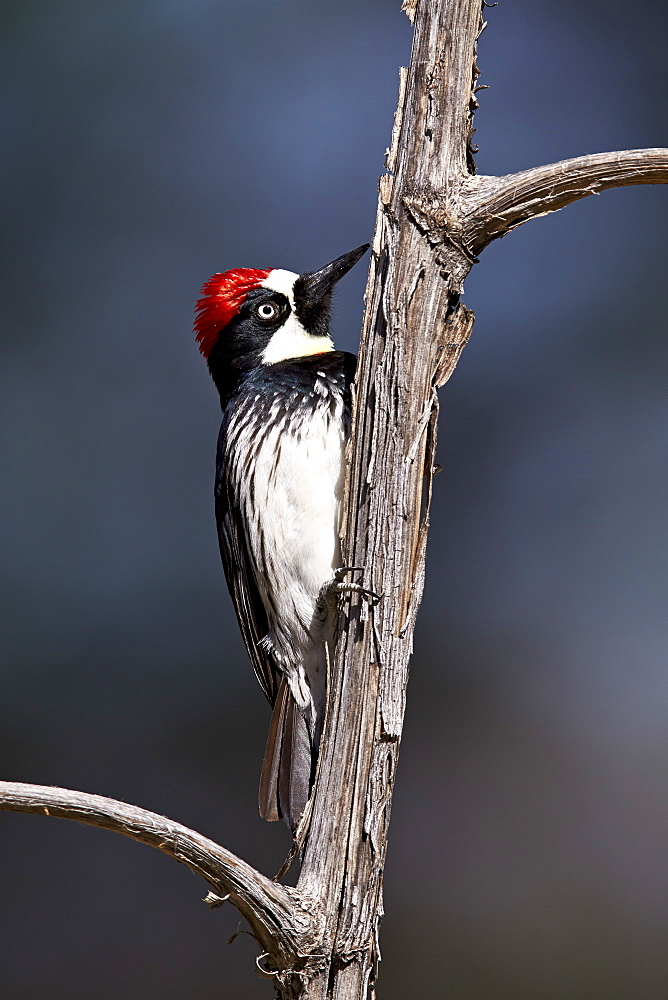 Acorn woodpecker (Melanerpes formicivorus), Chiricahuas, Coronado National Forest, Arizona, United States of America, North America