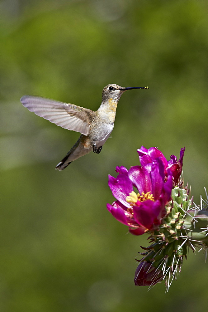 Female broad-tailed hummingbird (Selasphorus platycercus) feeding at a Walkingstick Cholla (Cane Cholla) (Opuntia spinosior), Arizona, United States of America, North America