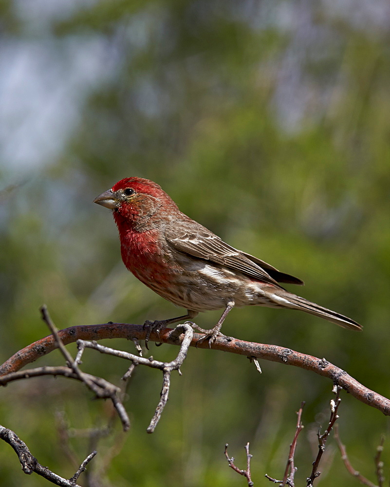 House finch (Carpodacus mexicanus), male, Chiricahuas, Coronado National Forest, Arizona, United States of America, North America