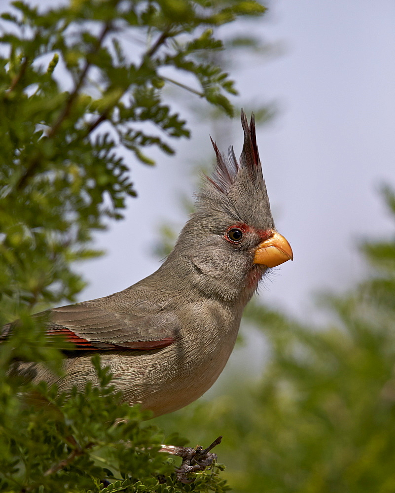 Pyrrhuloxia (Cardinalis sinuatus) female, Chiricahuas, Coronado National Forest, Arizona, United States of America, North America