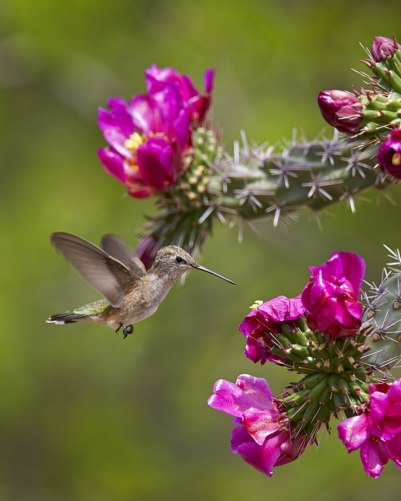 Female broad-tailed hummingbird (Selasphorus platycercus) feeding at a Walkingstick Cholla (Cane Cholla) (Opuntia spinosior), Arizona, United States of America, North America