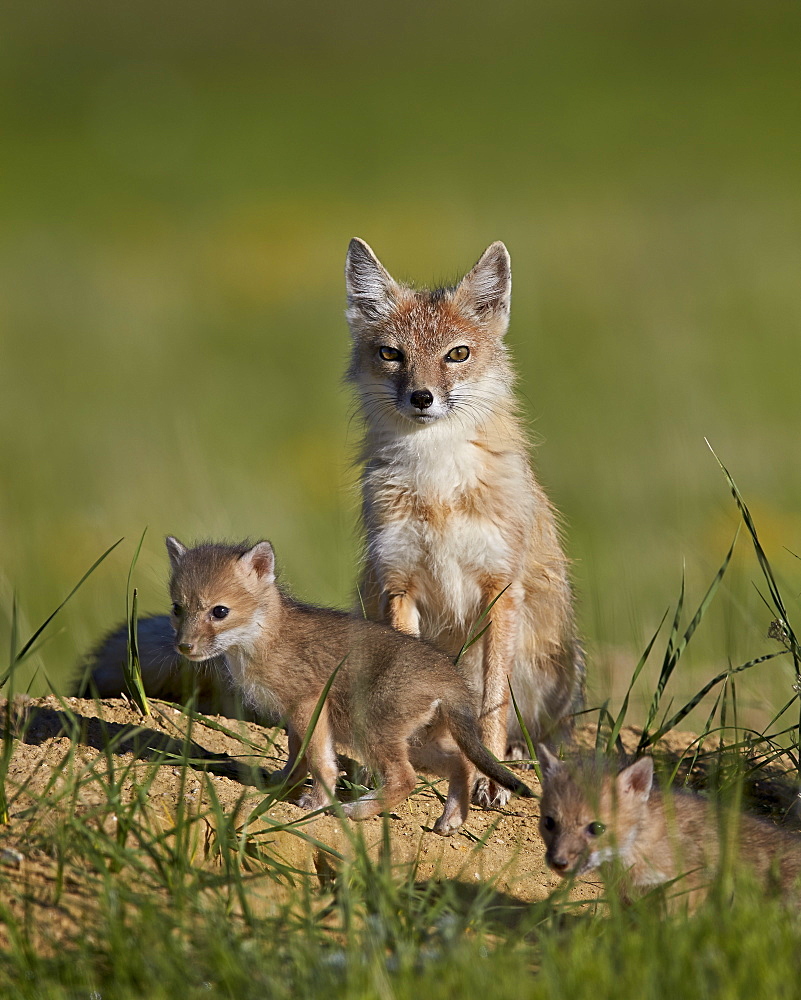 Swift fox (Vulpes velox) adult and two kits, Pawnee National Grassland, Colorado, United States of America, North America