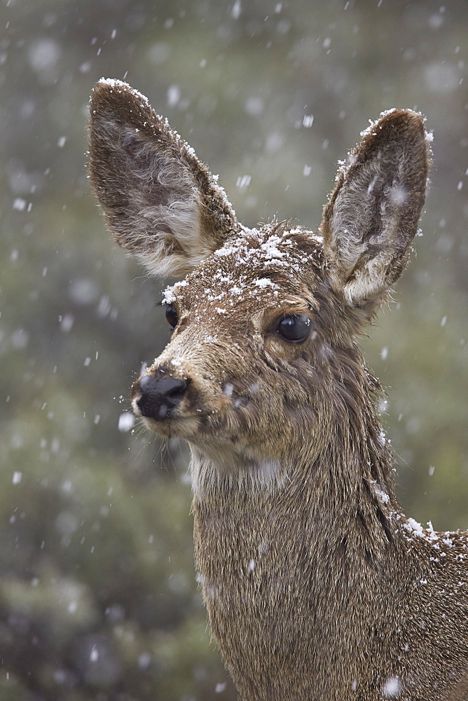 Young mule deer (Odocoileus hemionus) in a snow storm in the spring, Yellowstone National Park, Wyoming, United States of America, North America