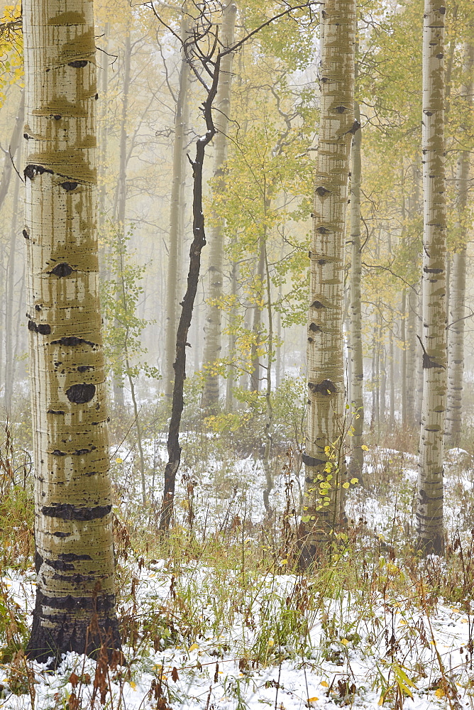 Aspens in the fall in fog, Grand Mesa National Forest, Colorado, United States of America, North America