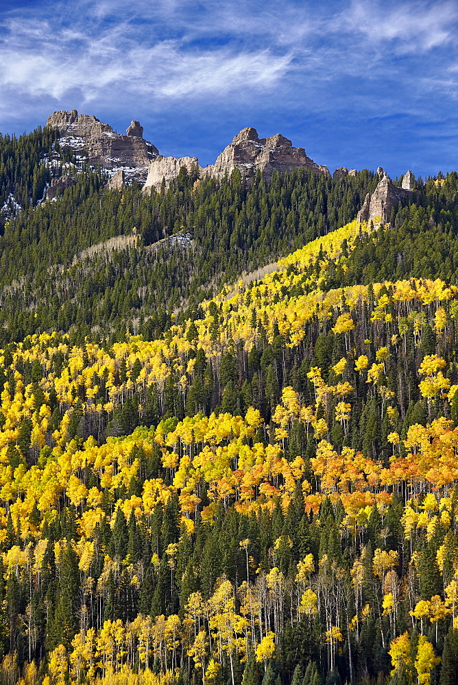 Yellow and orange aspens with evergreens in the fall, Uncompahgre National Forest, Colorado, United States of America, North America