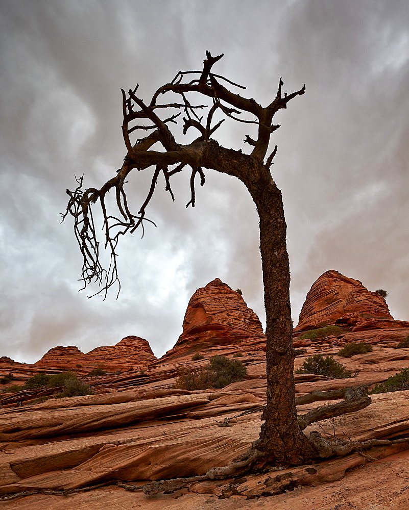 Dead evergreen tree and sandstone mounds, Zion National Park, Utah, United States of America, North America