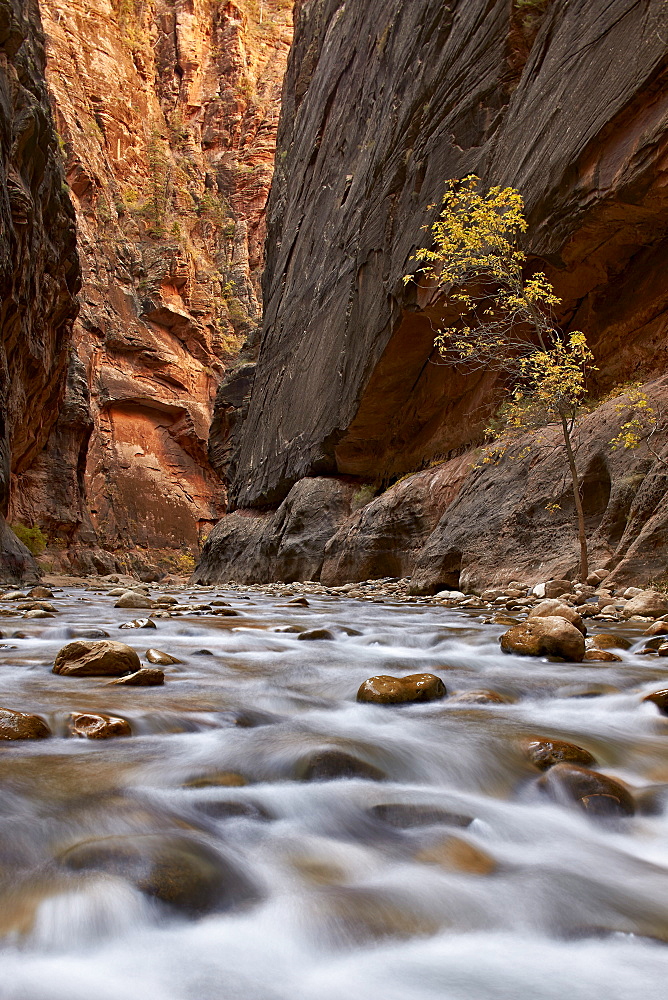 The Narrows of the Virgin River in the fall, Zion National Park, Utah, United States of America, North America