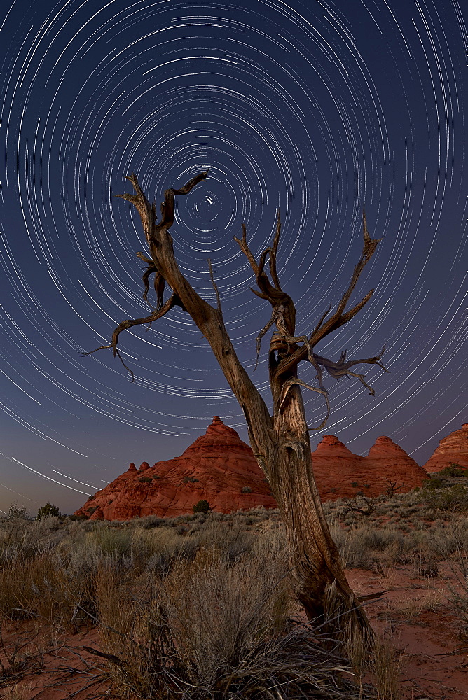 Juniper and sandstone cones under the stars, Coyote Buttes Wilderness, Vermilion Cliffs National Monument, Arizona, United States of America, North America