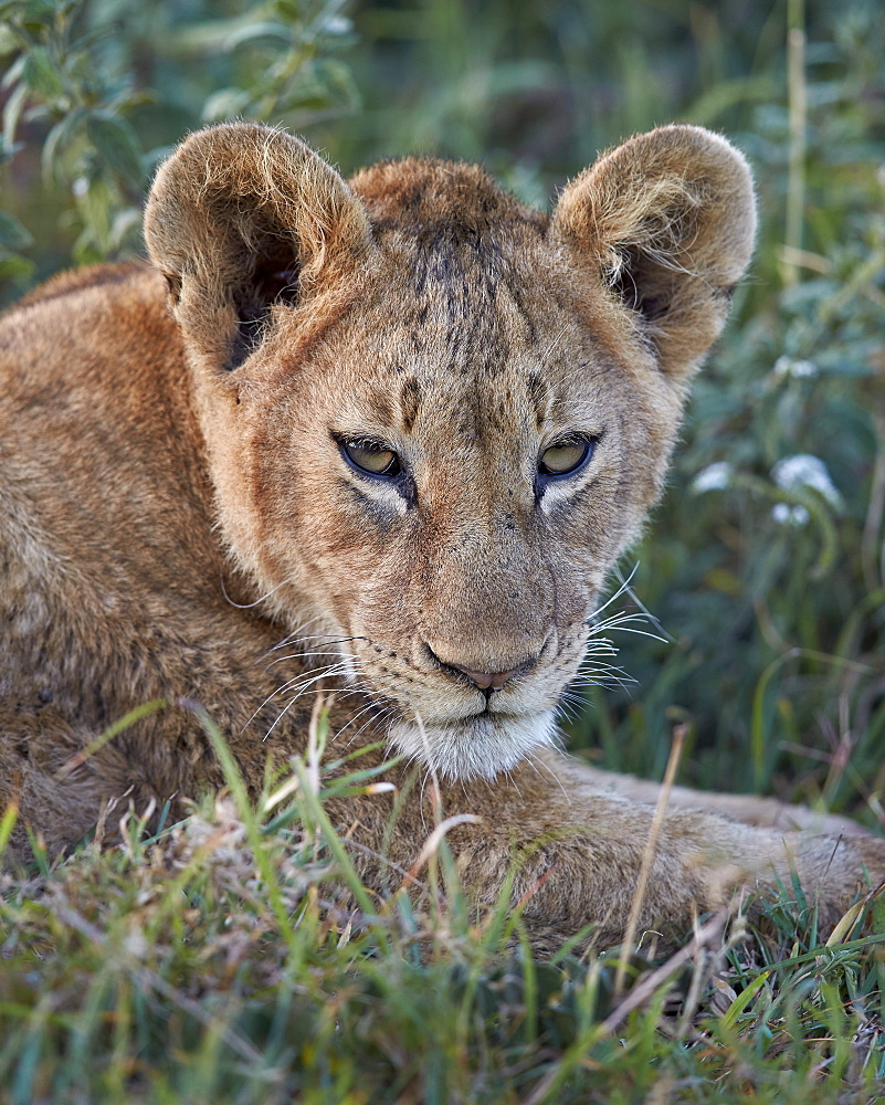 Lion (Panthera leo) cub, Ngorongoro Crater, Tanzania, East Africa, Africa